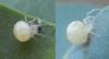 Paidiscura pallens